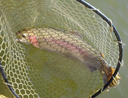 大安トラウトレイク 釣果